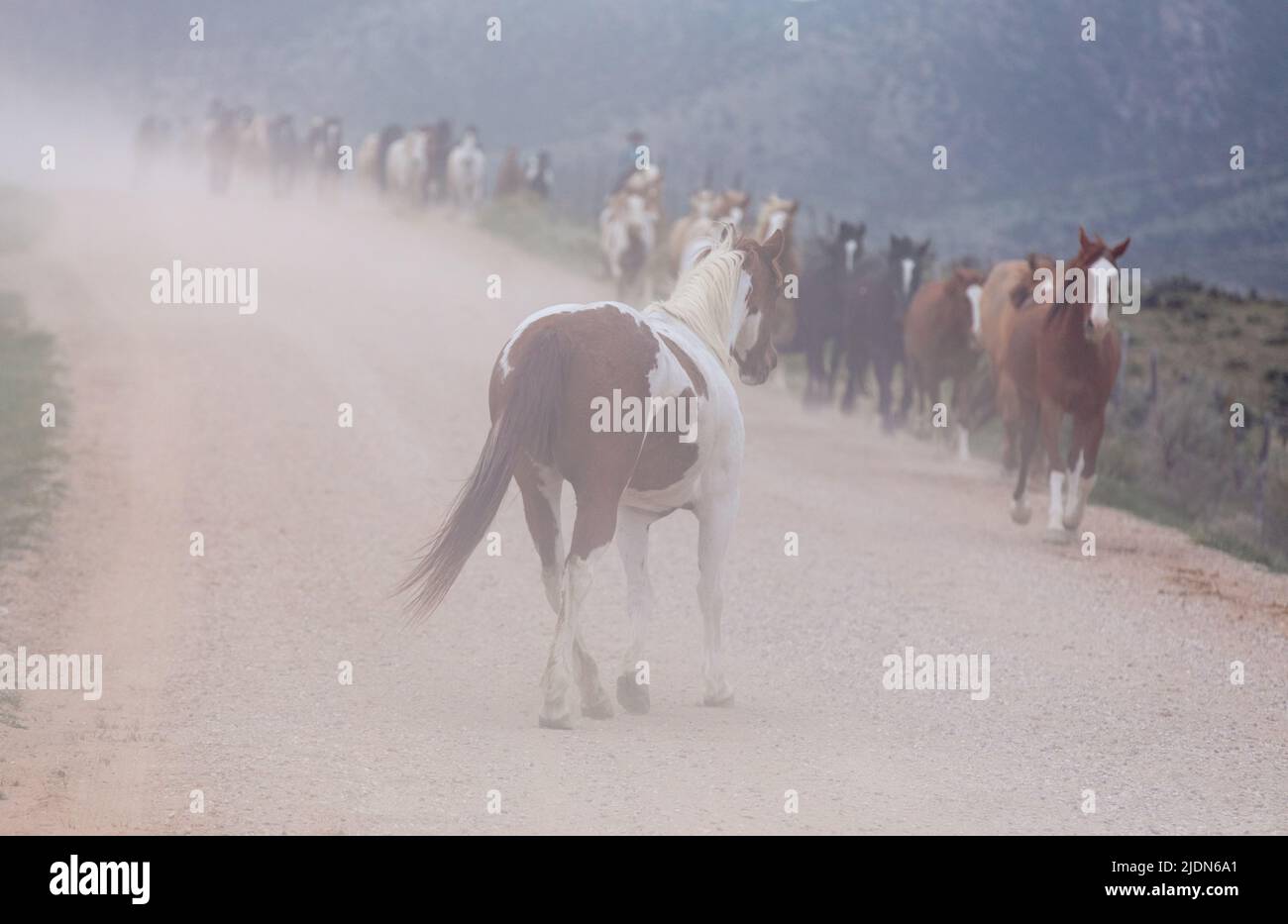 un troupeau coloré de chevaux de ranch s'exécutant sur une route poussiéreuse. Être conduit à des pâturages d'été. Banque D'Images