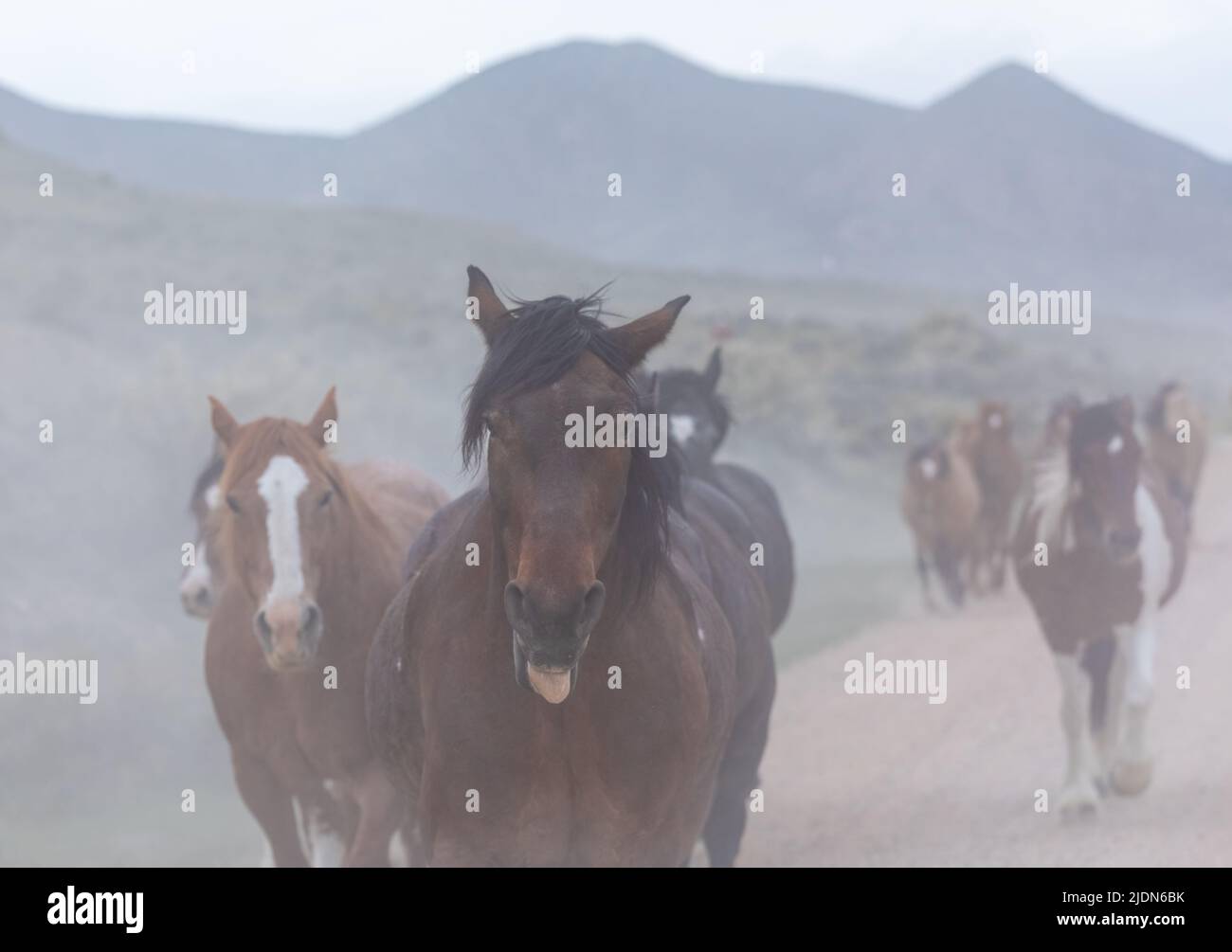 un troupeau coloré de chevaux de ranch s'exécutant sur une route poussiéreuse. Être conduit à des pâturages d'été. Banque D'Images