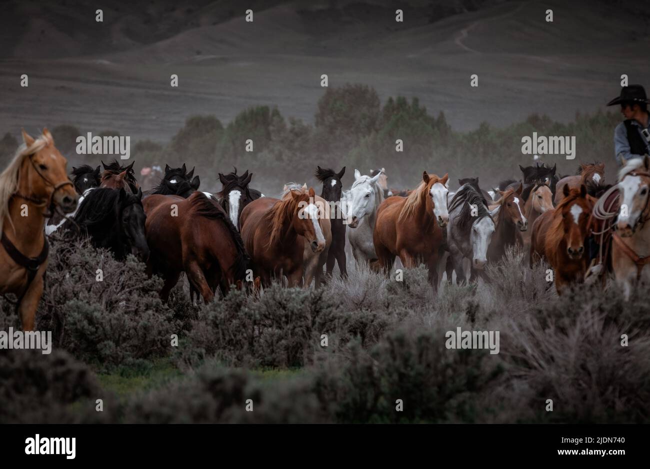 un troupeau coloré de chevaux de ranch s'exécutant sur une route poussiéreuse. Être conduit à des pâturages d'été. Banque D'Images