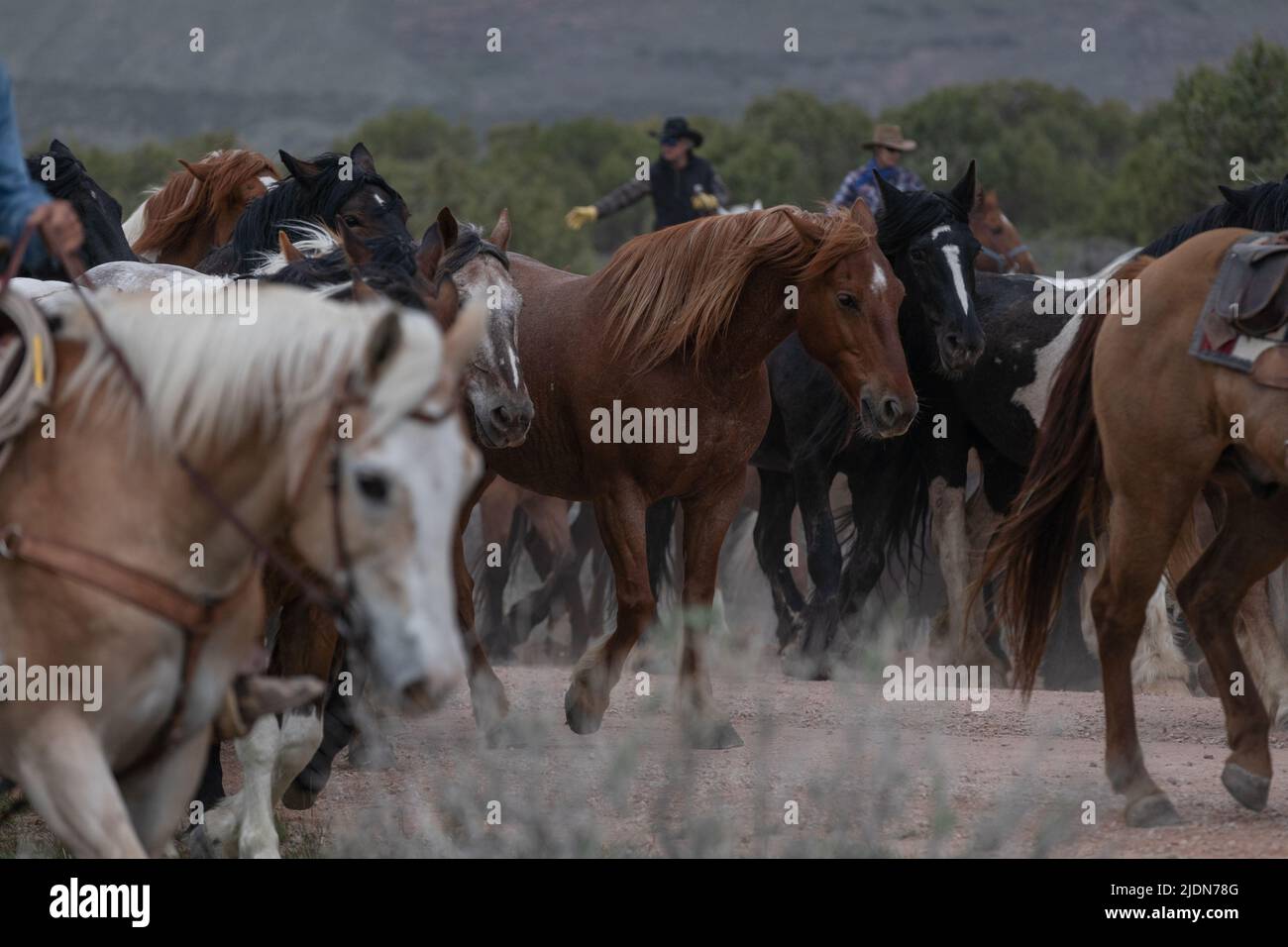 un troupeau coloré de chevaux de ranch s'exécutant sur une route poussiéreuse. Être conduit à des pâturages d'été. Banque D'Images