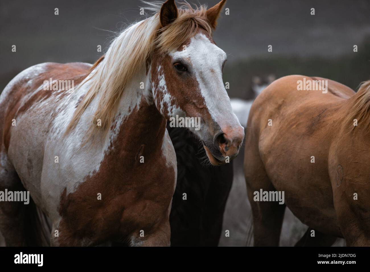 un troupeau coloré de chevaux de ranch s'exécutant sur une route poussiéreuse. Être conduit à des pâturages d'été. Banque D'Images