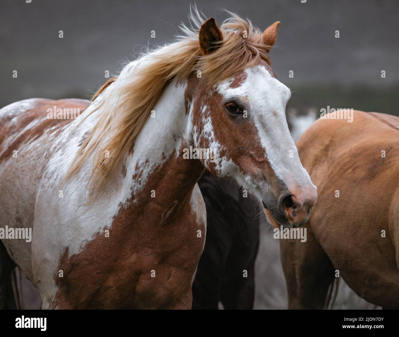 un troupeau coloré de chevaux de ranch s'exécutant sur une route poussiéreuse. Être conduit à des pâturages d'été. Banque D'Images