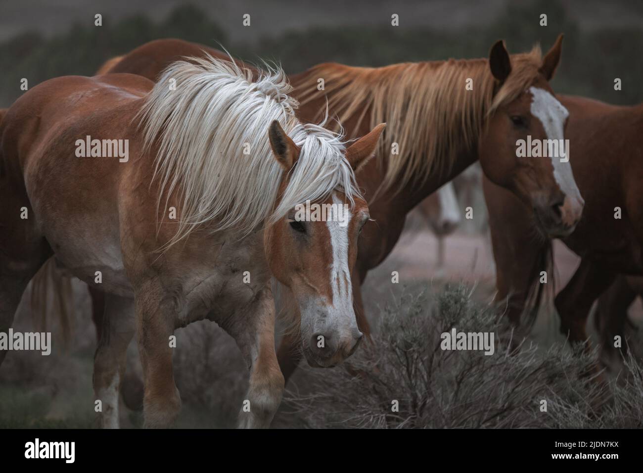 un troupeau coloré de chevaux de ranch s'exécutant sur une route poussiéreuse. Être conduit à des pâturages d'été. Banque D'Images