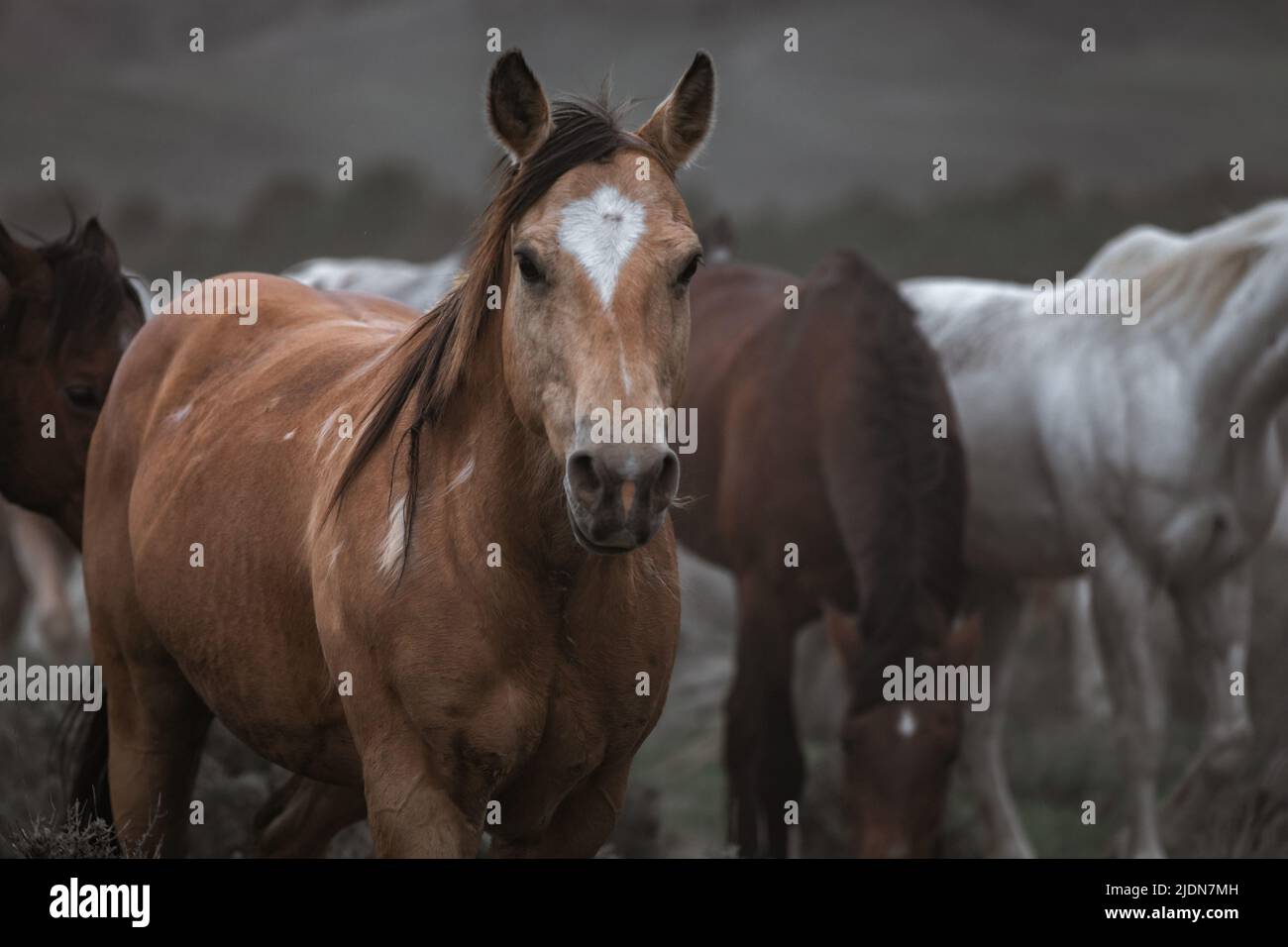 un troupeau coloré de chevaux de ranch s'exécutant sur une route poussiéreuse. Être conduit à des pâturages d'été. Banque D'Images