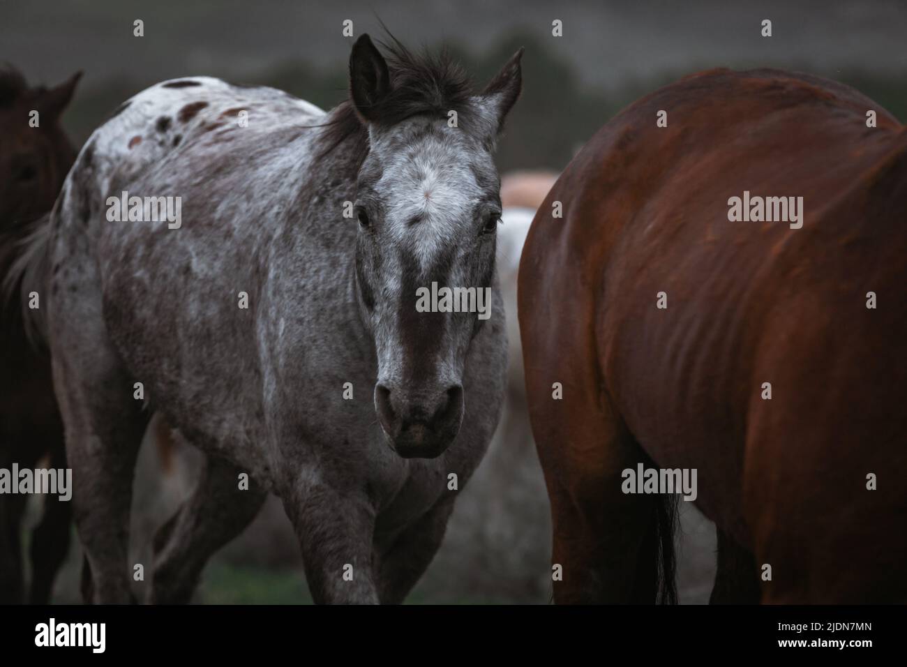 un troupeau coloré de chevaux de ranch s'exécutant sur une route poussiéreuse. Être conduit à des pâturages d'été. Banque D'Images