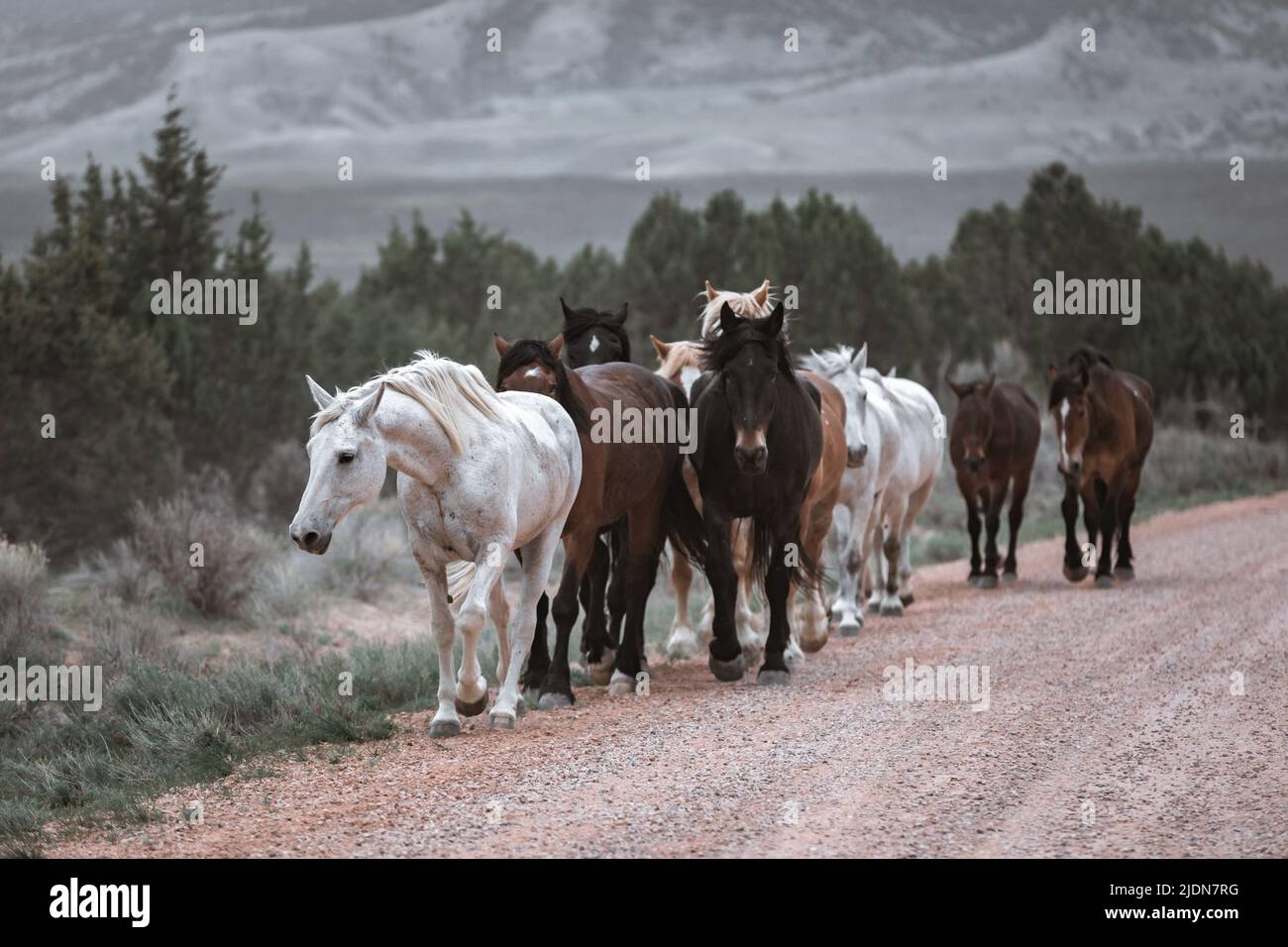 un troupeau coloré de chevaux de ranch s'exécutant sur une route poussiéreuse. Être conduit à des pâturages d'été. Banque D'Images