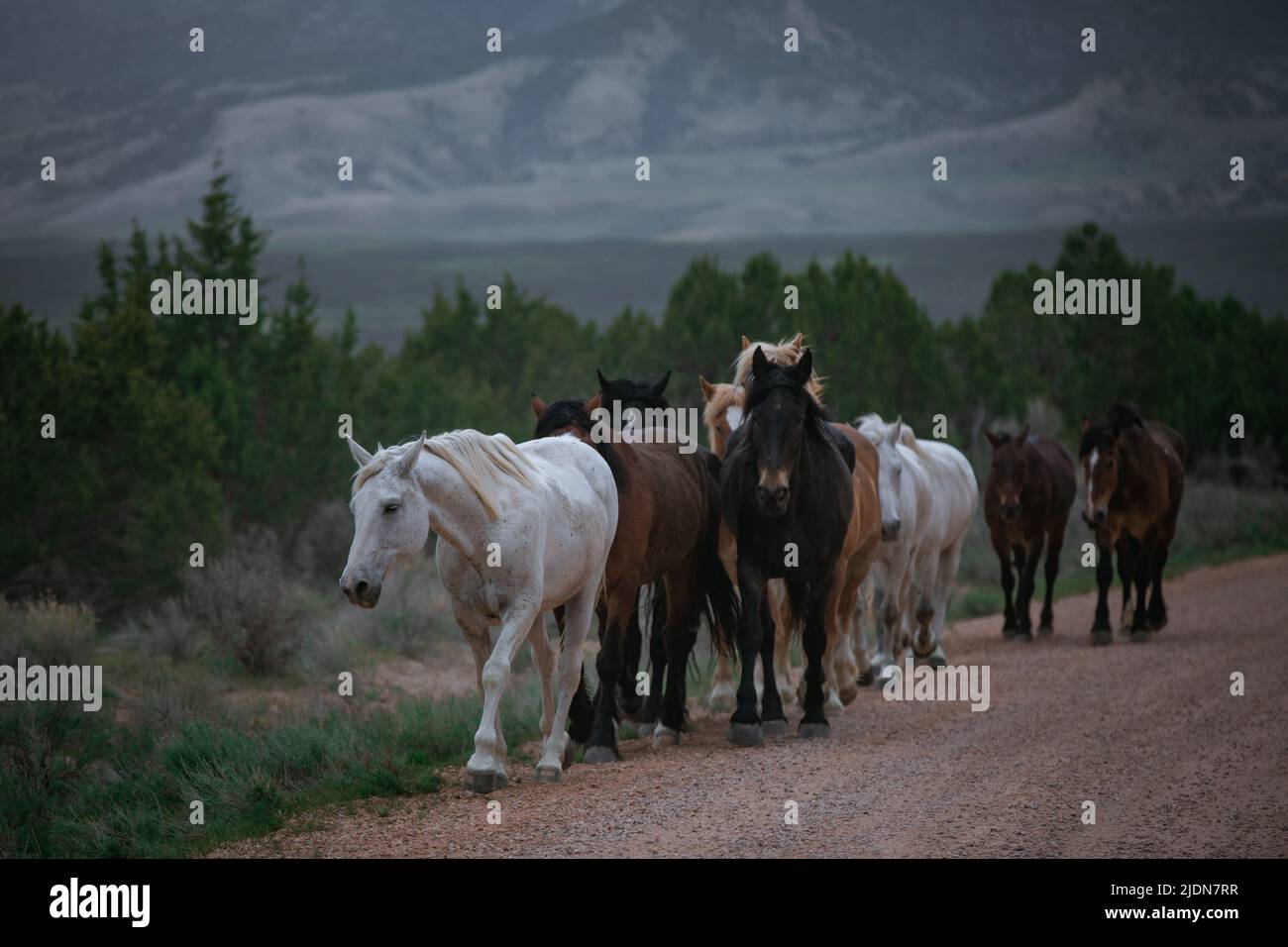 un troupeau coloré de chevaux de ranch s'exécutant sur une route poussiéreuse. Être conduit à des pâturages d'été. Banque D'Images