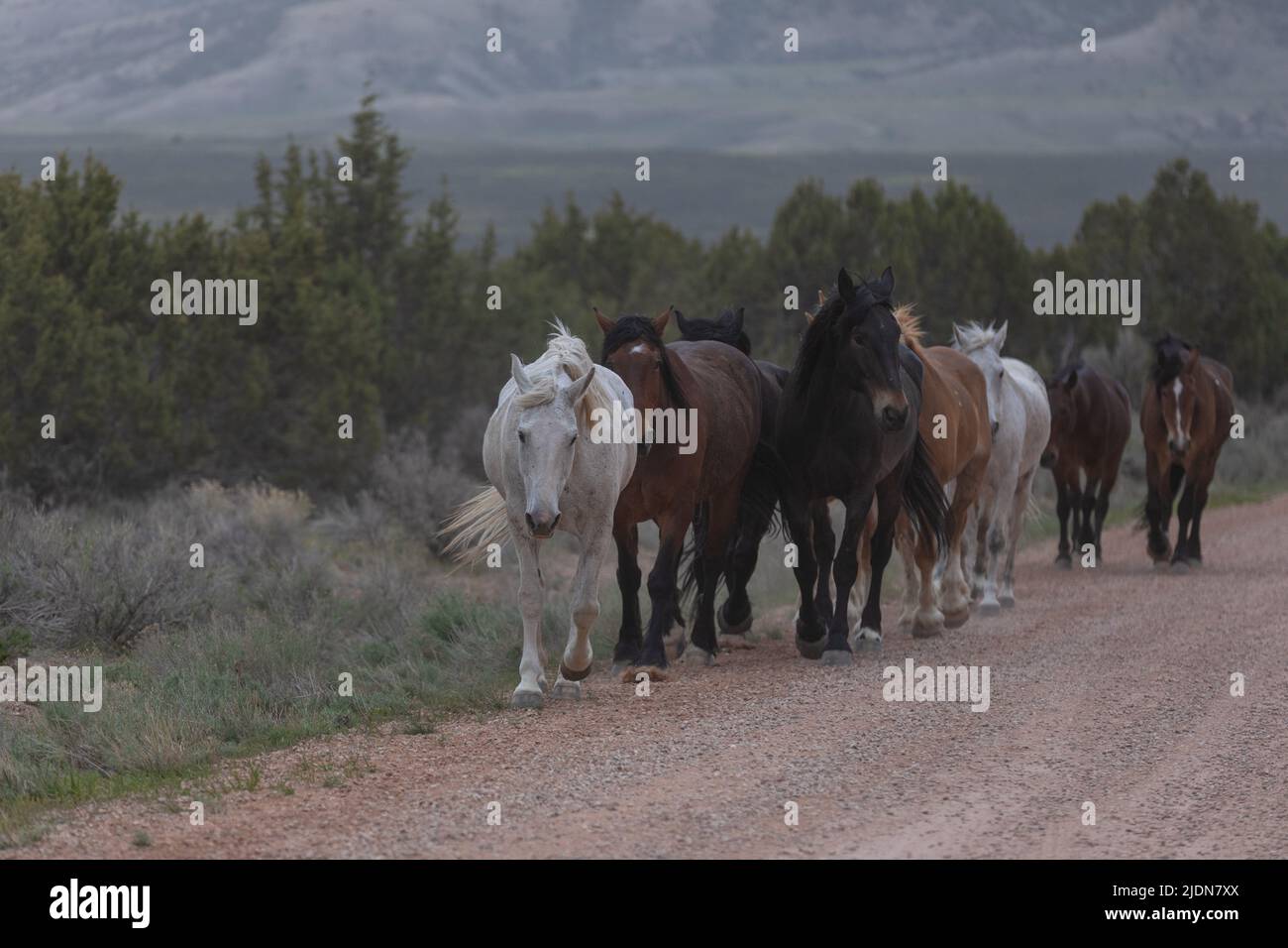 un troupeau coloré de chevaux de ranch s'exécutant sur une route poussiéreuse. Être conduit à des pâturages d'été. Banque D'Images
