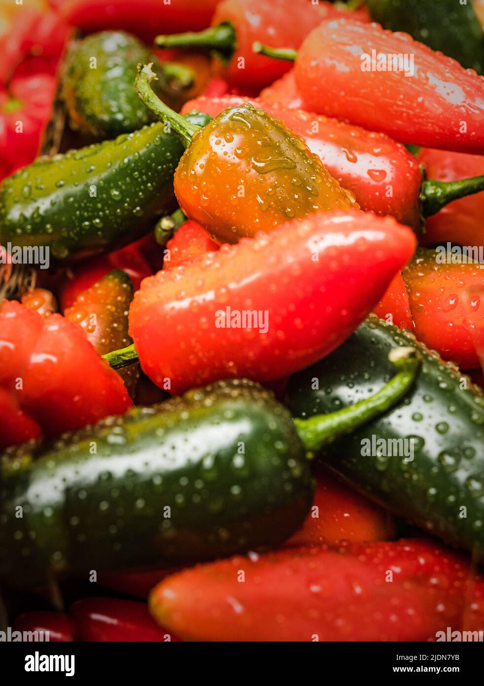 Piments rouges et verts après une douche de pluie. Banque D'Images