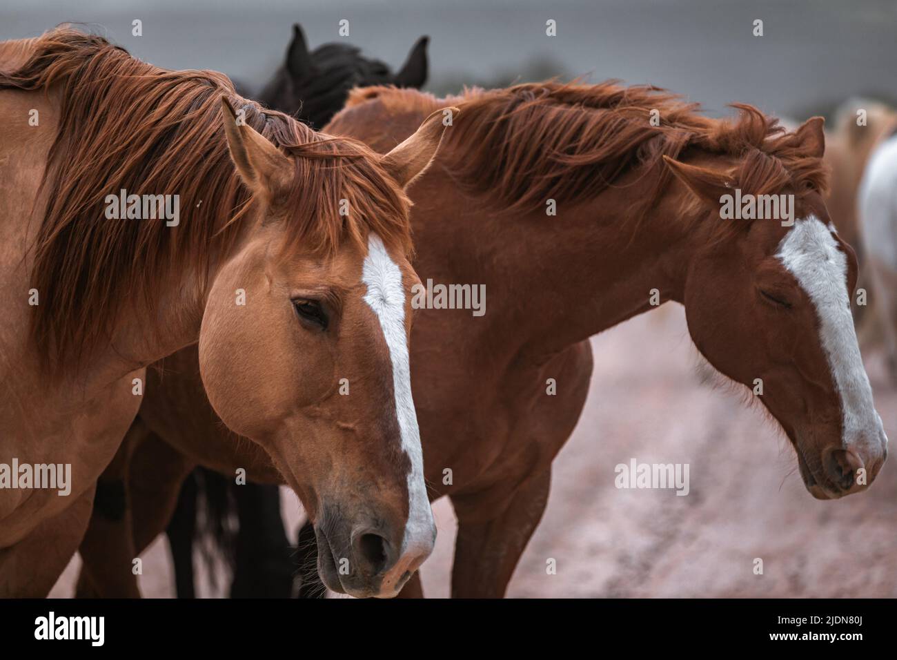 un troupeau coloré de chevaux de ranch s'exécutant sur une route poussiéreuse. Être conduit à des pâturages d'été. Banque D'Images