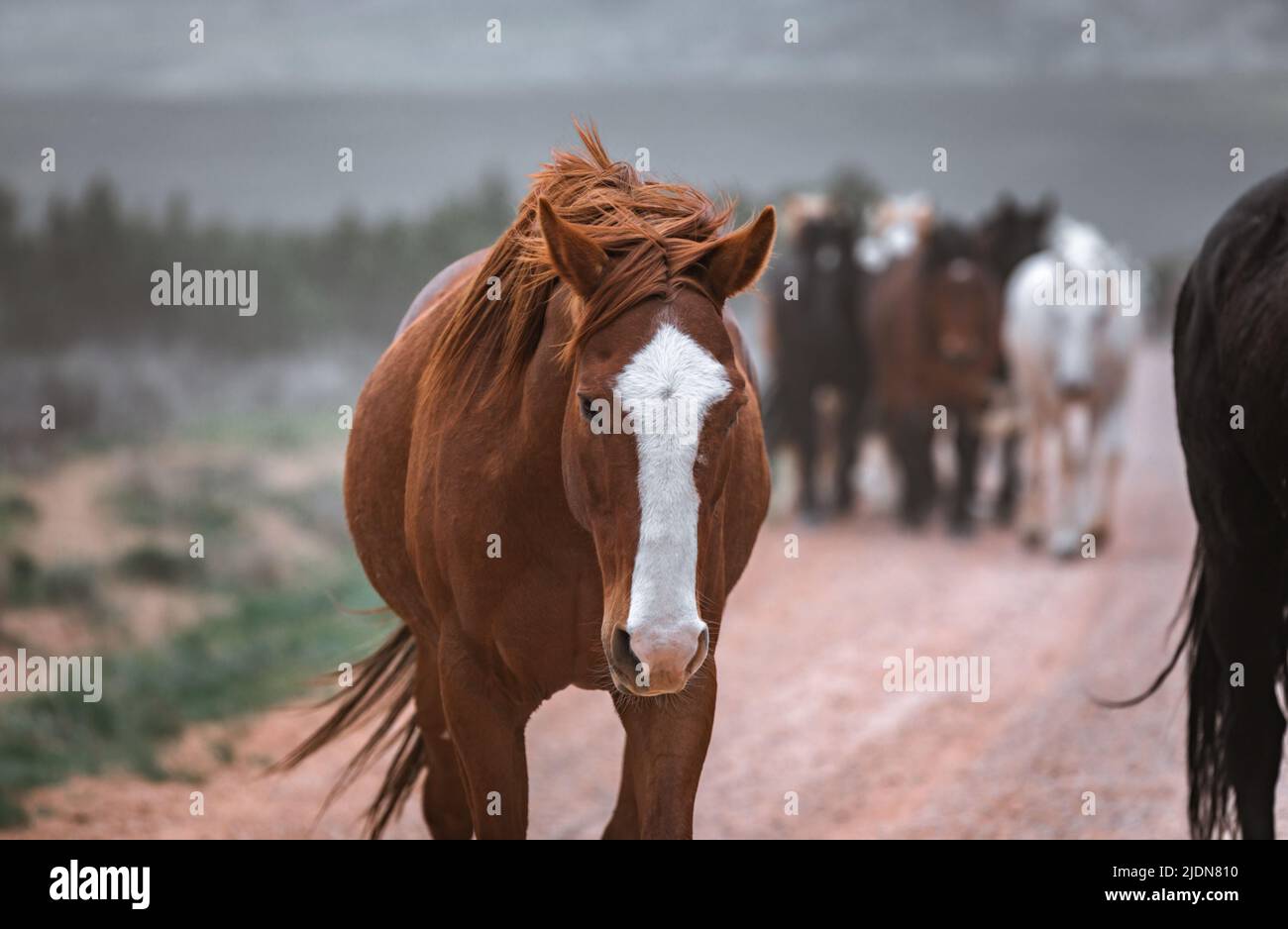 un troupeau coloré de chevaux de ranch s'exécutant sur une route poussiéreuse. Être conduit à des pâturages d'été. Banque D'Images