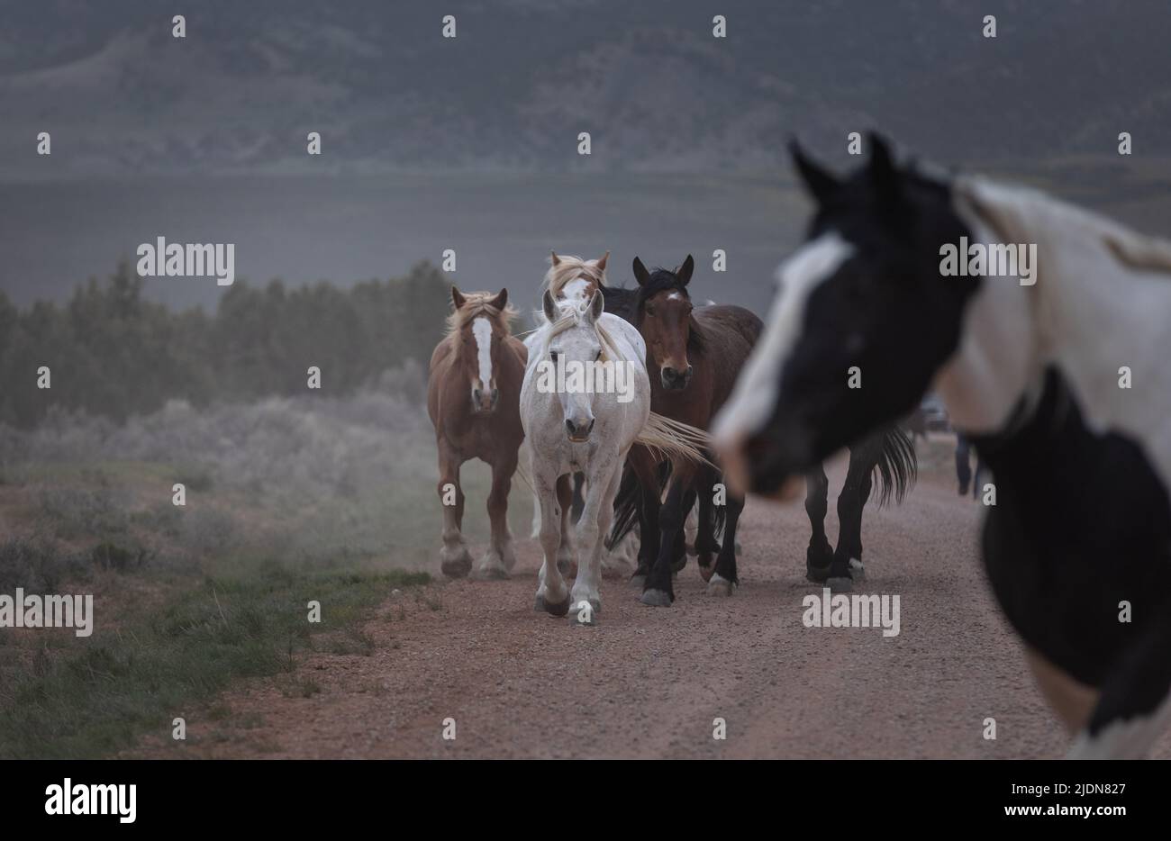 un troupeau coloré de chevaux de ranch s'exécutant sur une route poussiéreuse. Être conduit à des pâturages d'été. Banque D'Images