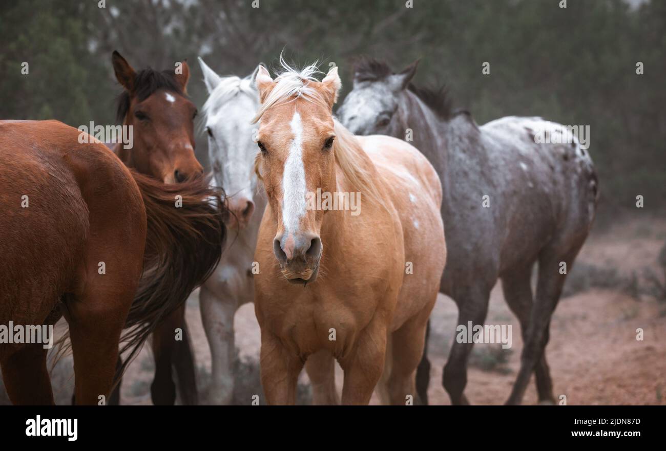 un troupeau coloré de chevaux de ranch s'exécutant sur une route poussiéreuse. Être conduit à des pâturages d'été. Banque D'Images