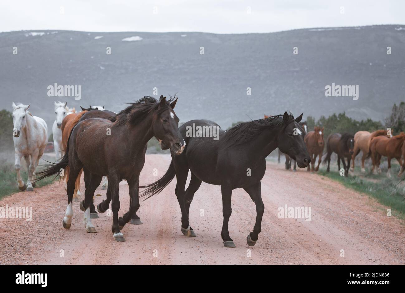 un troupeau coloré de chevaux de ranch s'exécutant sur une route poussiéreuse. Être conduit à des pâturages d'été. Banque D'Images