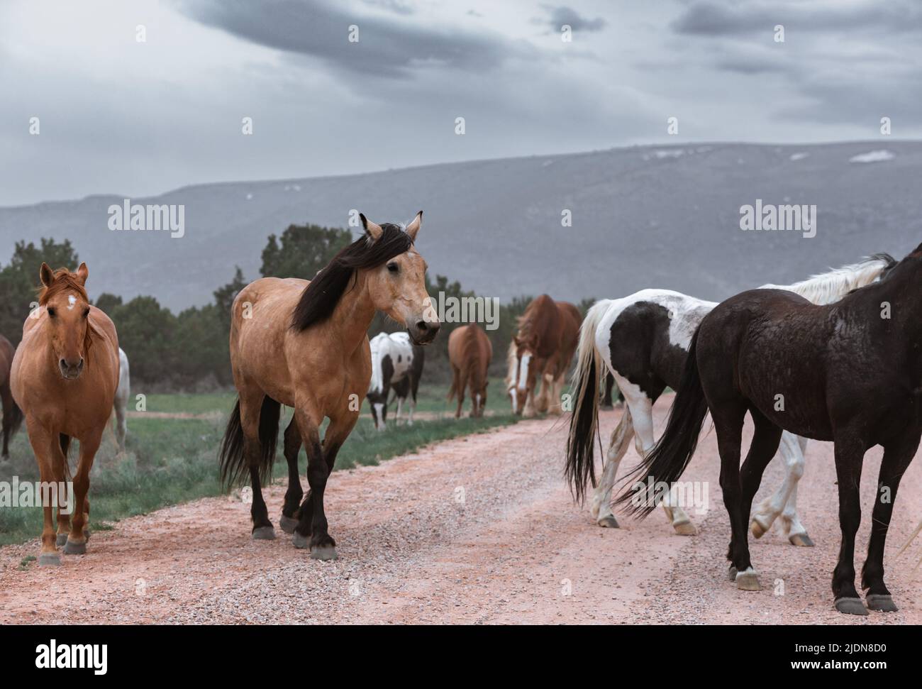 un troupeau coloré de chevaux de ranch s'exécutant sur une route poussiéreuse. Être conduit à des pâturages d'été. Banque D'Images