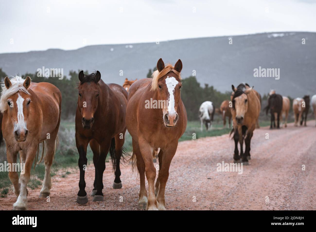 un troupeau coloré de chevaux de ranch s'exécutant sur une route poussiéreuse. Être conduit à des pâturages d'été. Banque D'Images