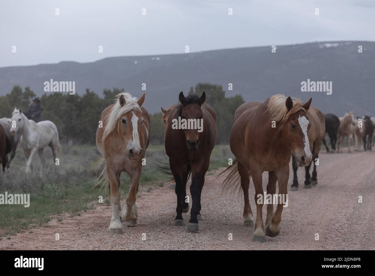 un troupeau coloré de chevaux de ranch s'exécutant sur une route poussiéreuse. Être conduit à des pâturages d'été. Banque D'Images