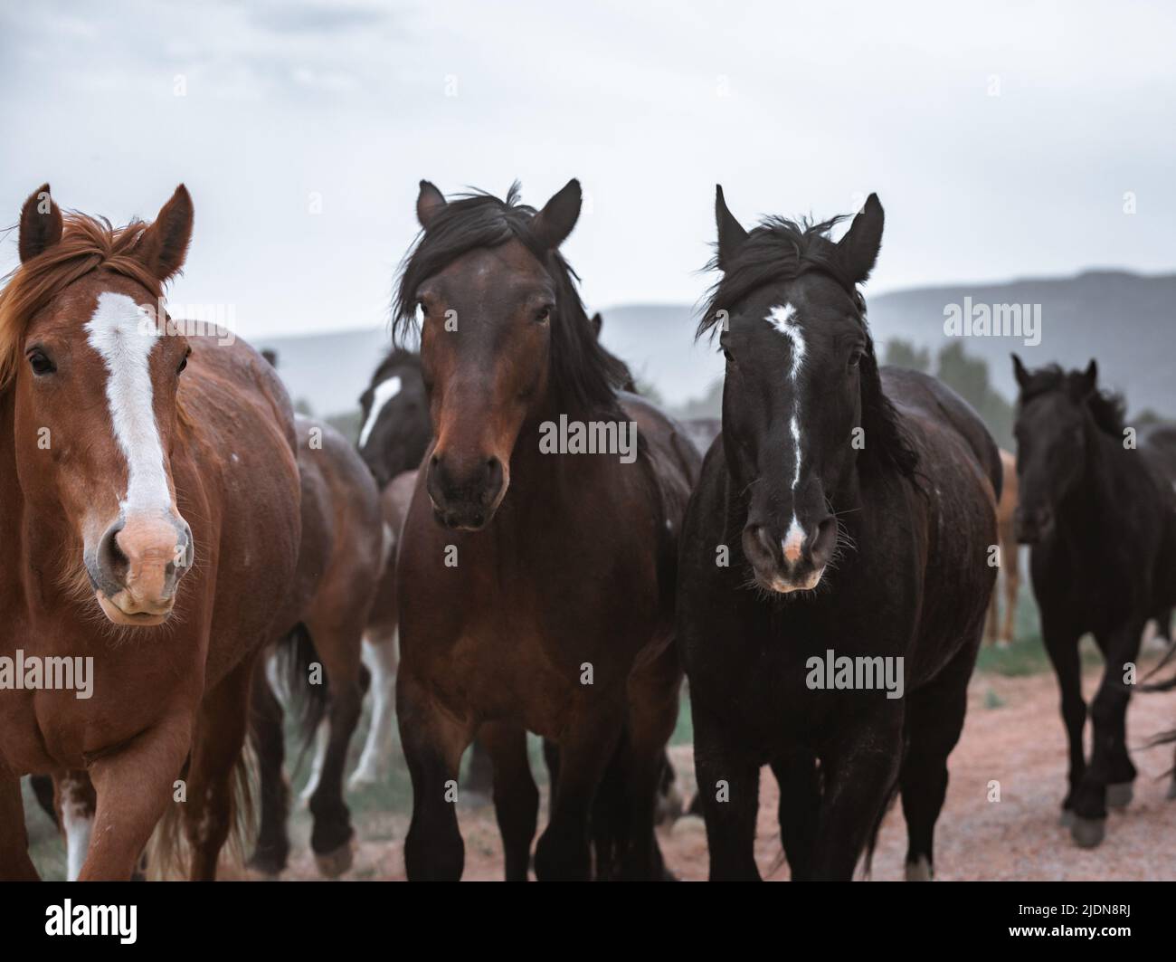 un troupeau coloré de chevaux de ranch s'exécutant sur une route poussiéreuse. Être conduit à des pâturages d'été. Banque D'Images