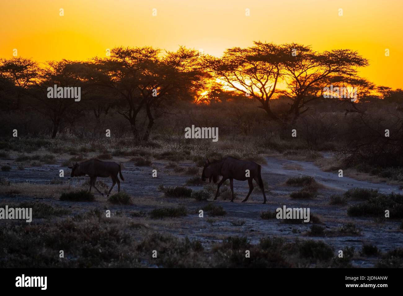 Lever du soleil en Afrique, en Namibie avec un troupeau de Wildebeest au premier plan Banque D'Images
