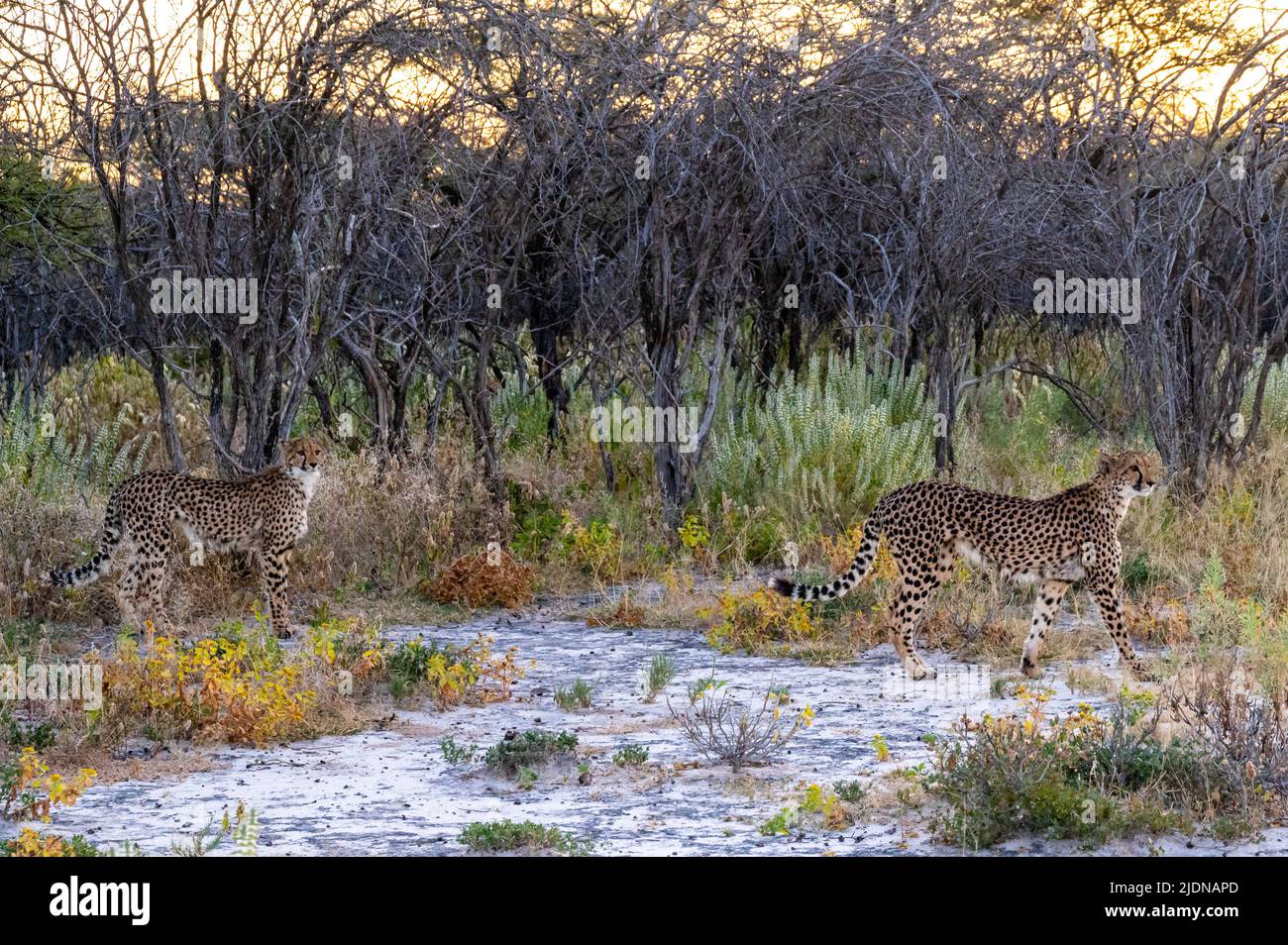 Deux guépards marchant dans la nature africaine au coucher du soleil. Banque D'Images