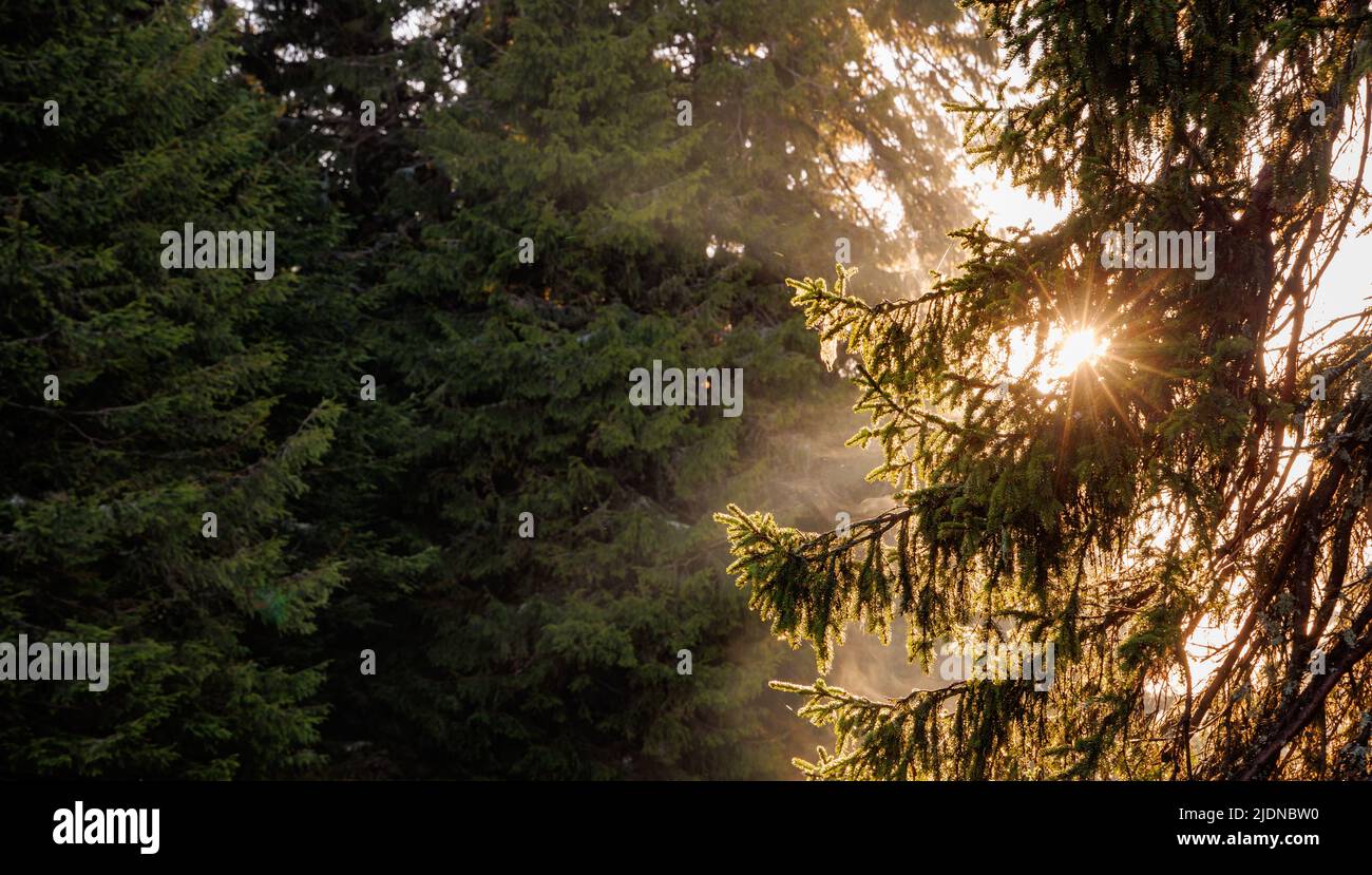 Les rayons lumineux du soleil de printemps du matin ou du soir brillent à travers de longues branches de sapins verts et foncés et à travers le pollen odorant brumeux de Banque D'Images