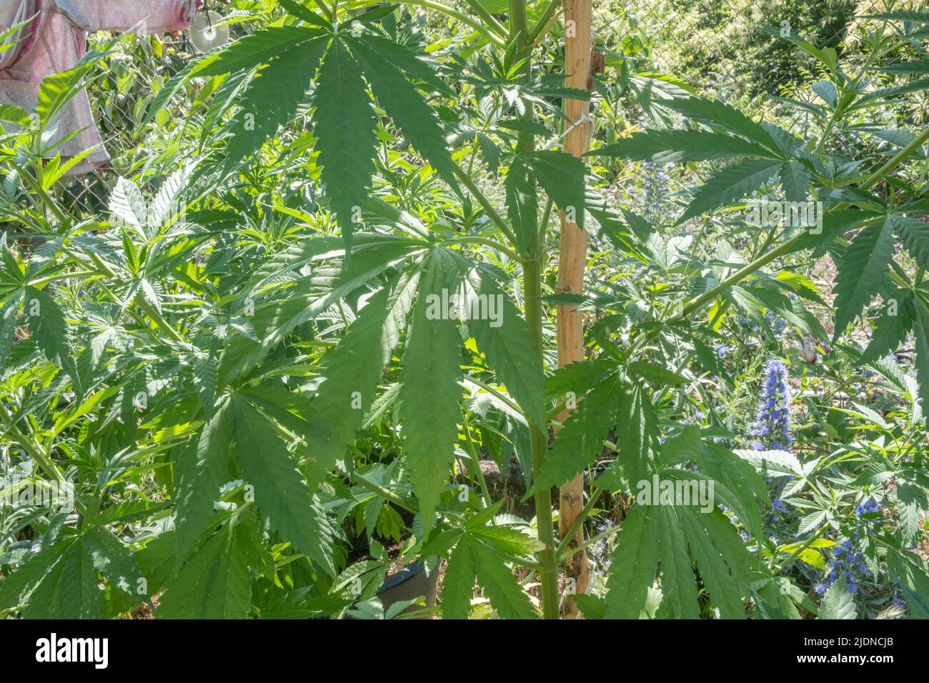 Cannabis / marijuana plantes poussant dans la culture, pour la production d'huile de CBD maison Banque D'Images