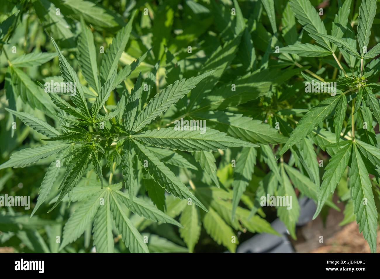 Cannabis / marijuana plantes poussant dans la culture, pour la production d'huile de CBD maison Banque D'Images