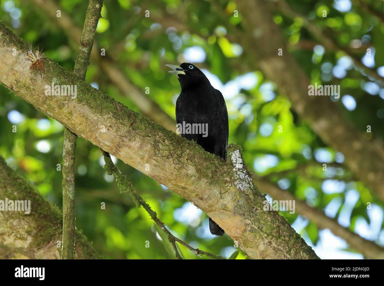 Cacique (Cacicus micorhynchus) adulte perché dans une branche qui appelle la Selva, Costa Rica Mars Banque D'Images