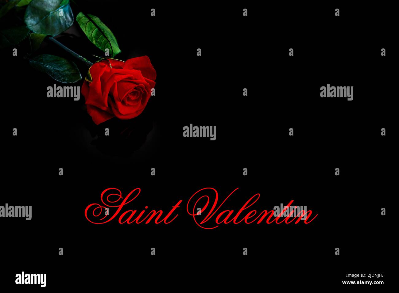 Rose rouge sur fond noir et inscription 'Saint Valentin' en français Banque D'Images