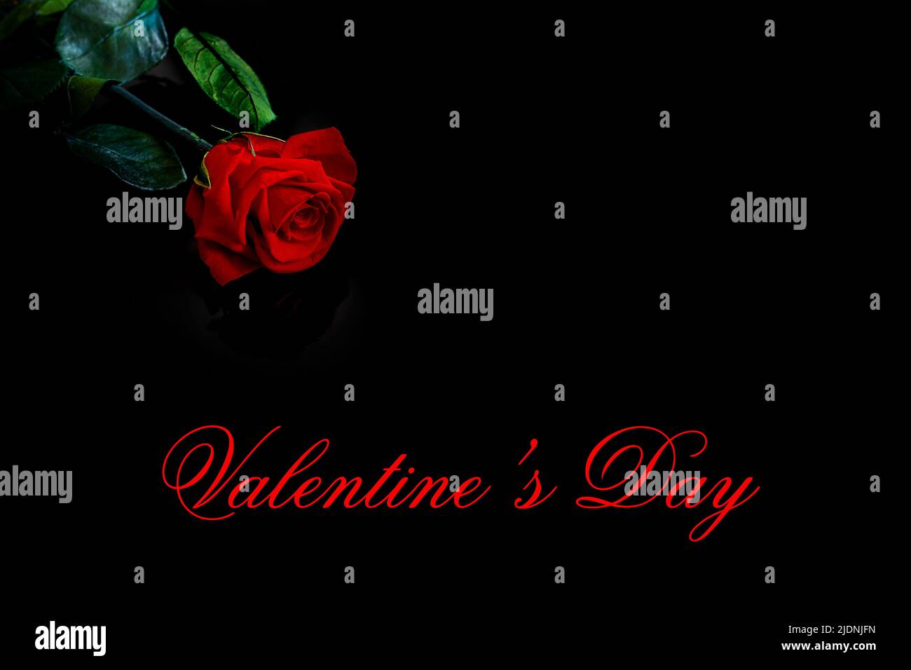 Rose rouge sur fond noir avec l'inscription Saint-Valentin. Banque D'Images
