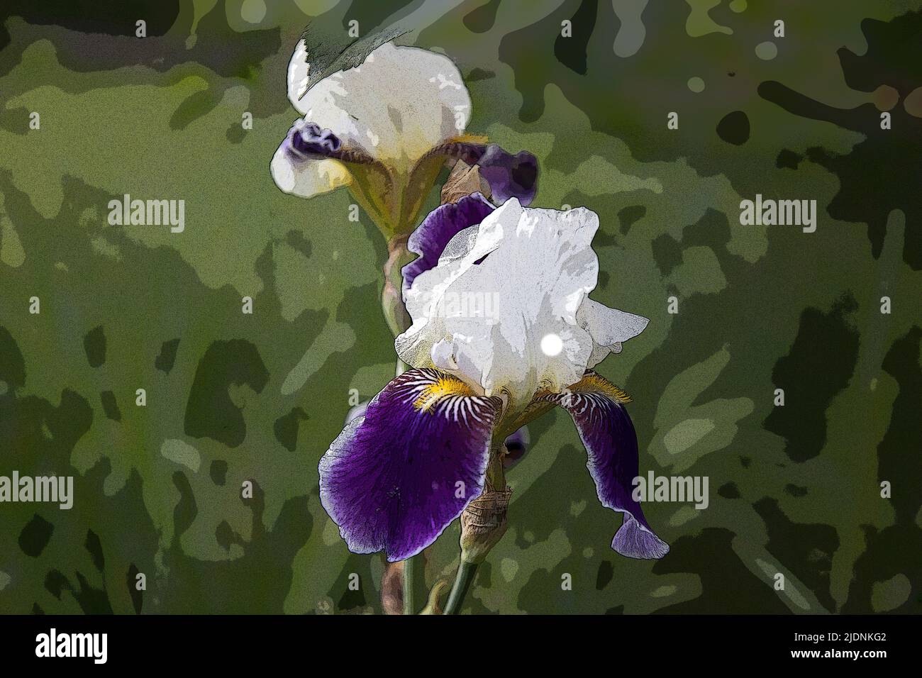 Image d'une fleur d'iris sous forme d'aquarelle. Banque D'Images