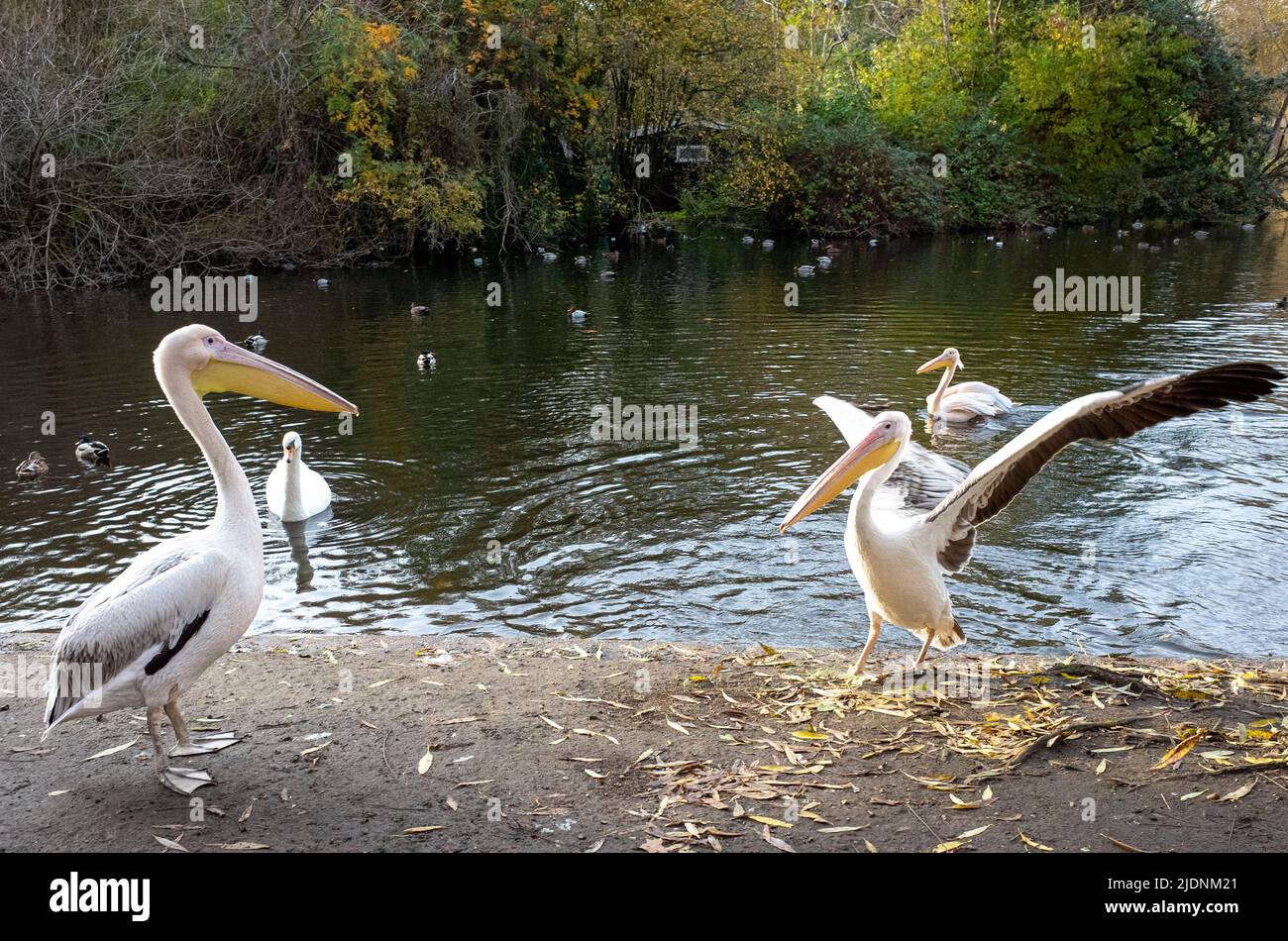 Célèbres pélicans dans le parc St James, centre de Londres - 2021 Banque D'Images