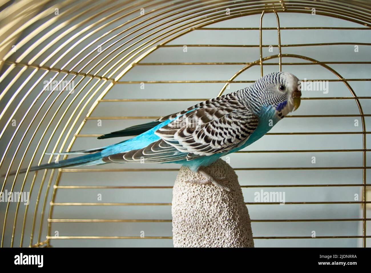 Perroquet bleu ondulé assis sur un morceau de pierre ponce dans sa cage Banque D'Images