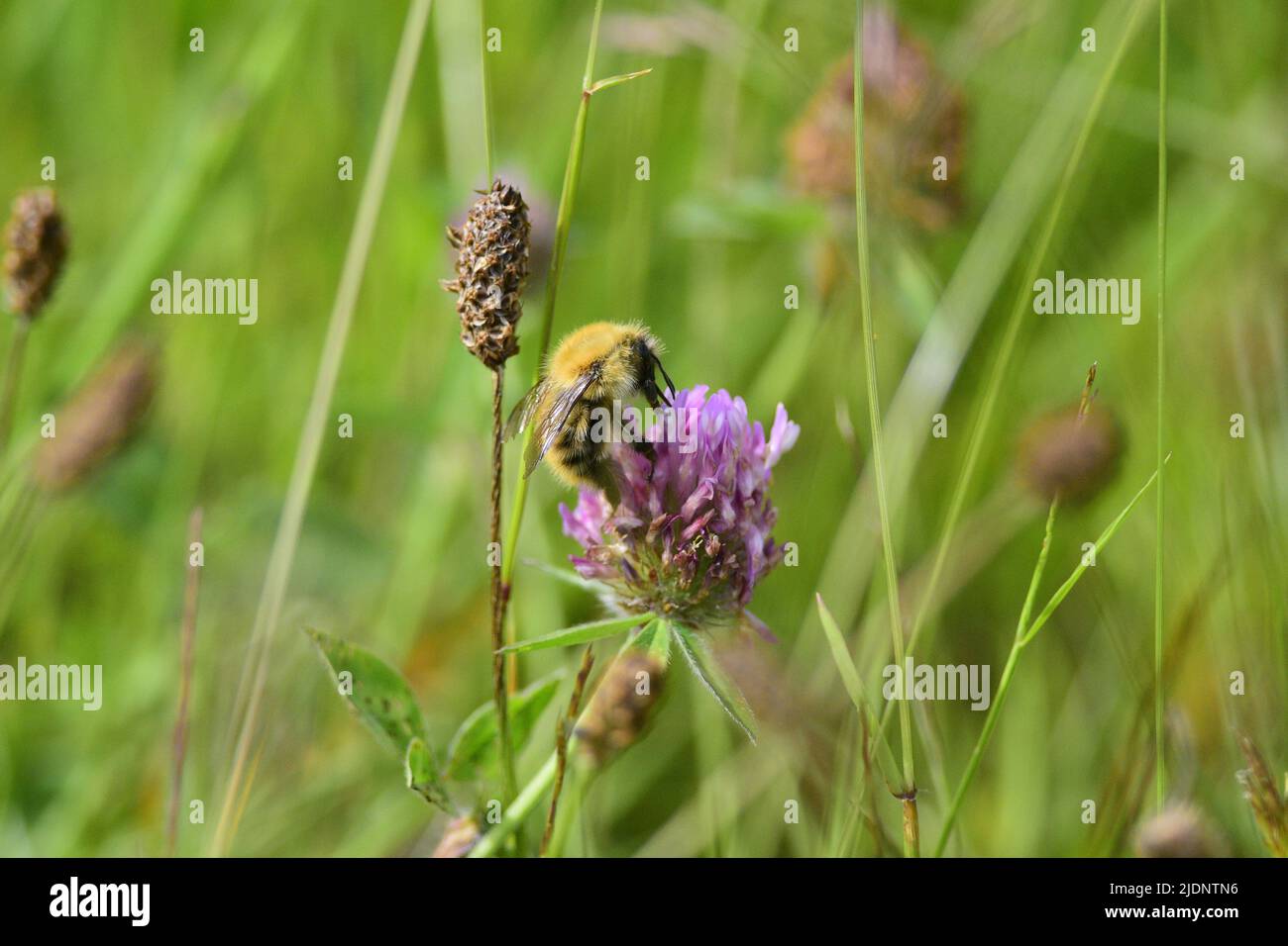 Pré Bumble Bee Banque D'Images