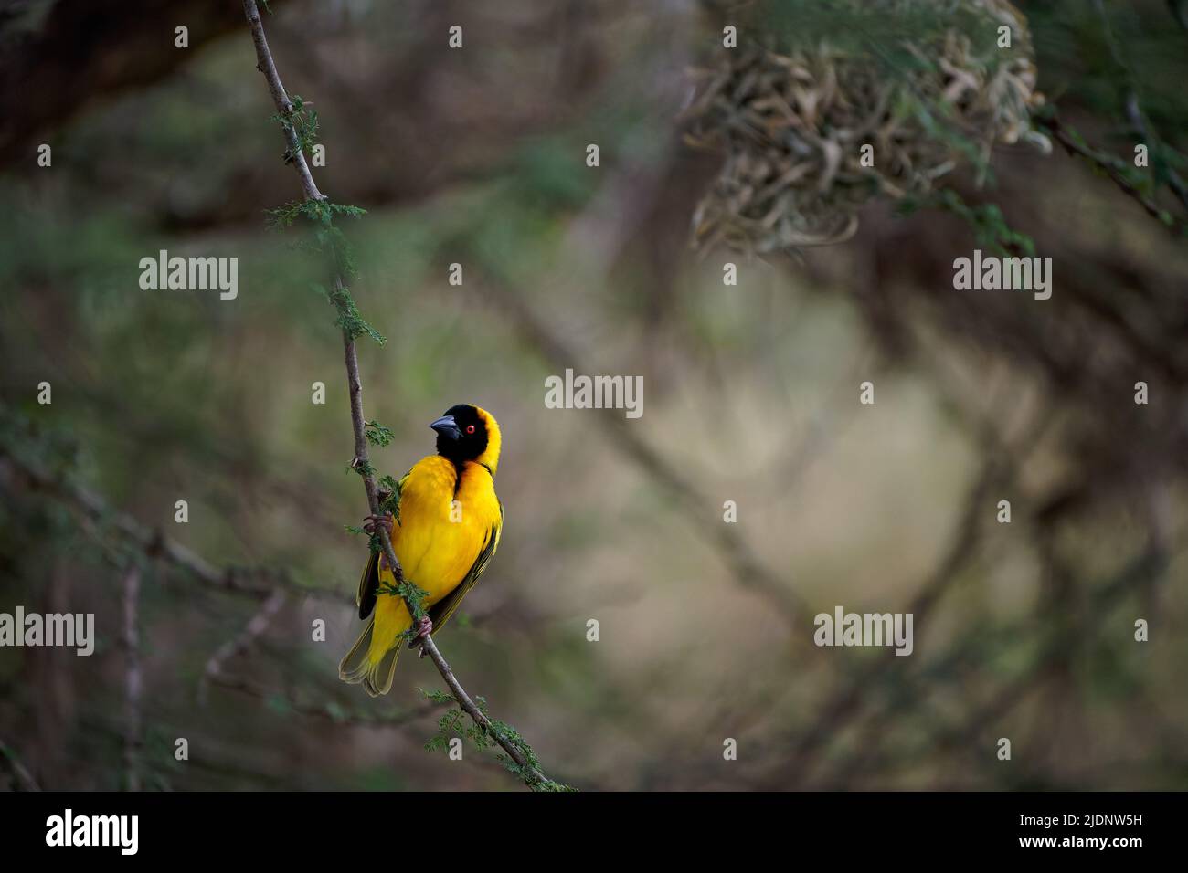 Village Weaver - Ploceus cucullatus aussi tisserand à dos tacheté ou à tête noire, oiseau jaune chez les Ploceidae trouvés en Afrique, présenté au Portugal, HISP Banque D'Images