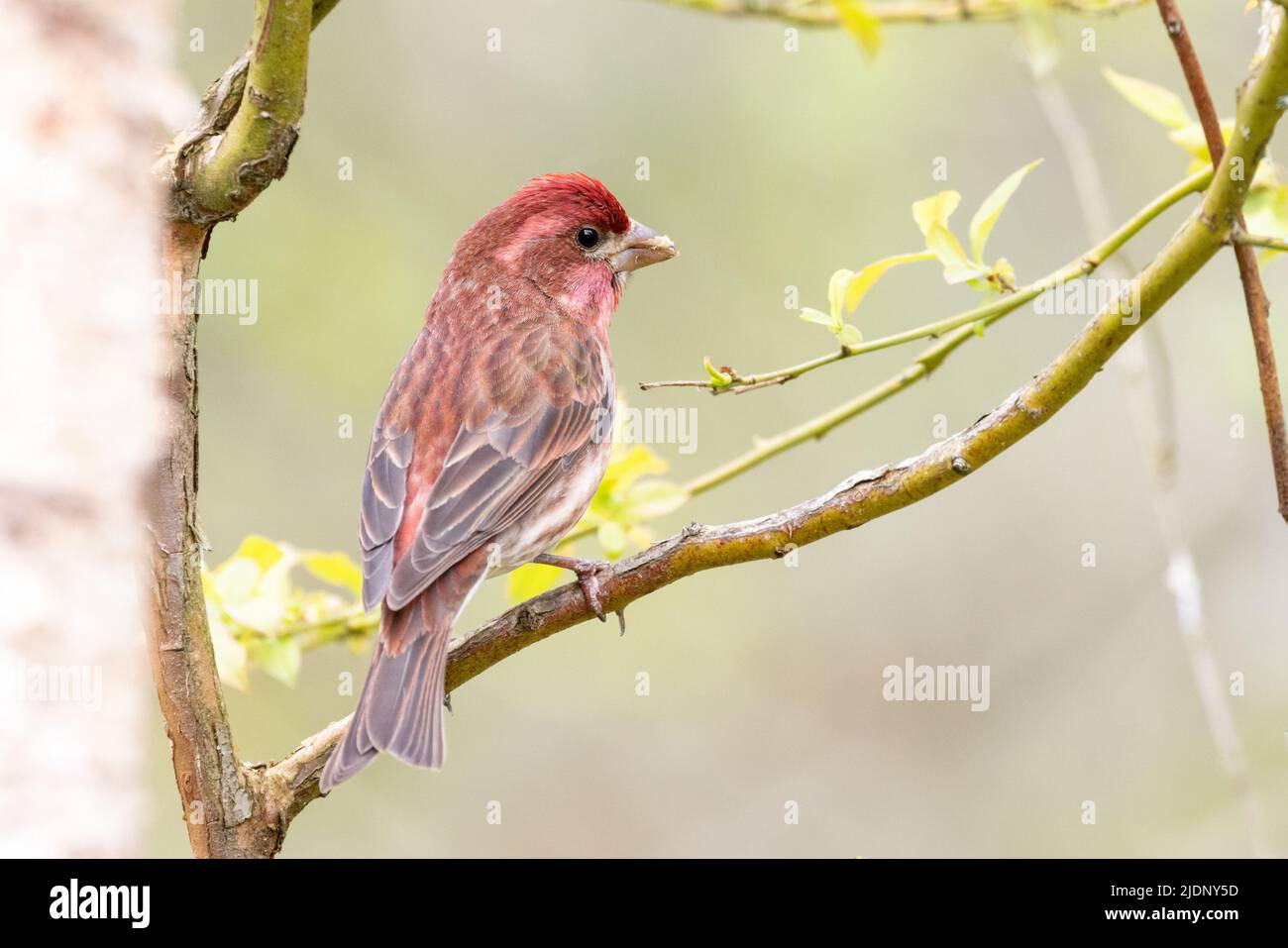 Roselin pourpré bird à Richmond (C.-B.) Canada Banque D'Images