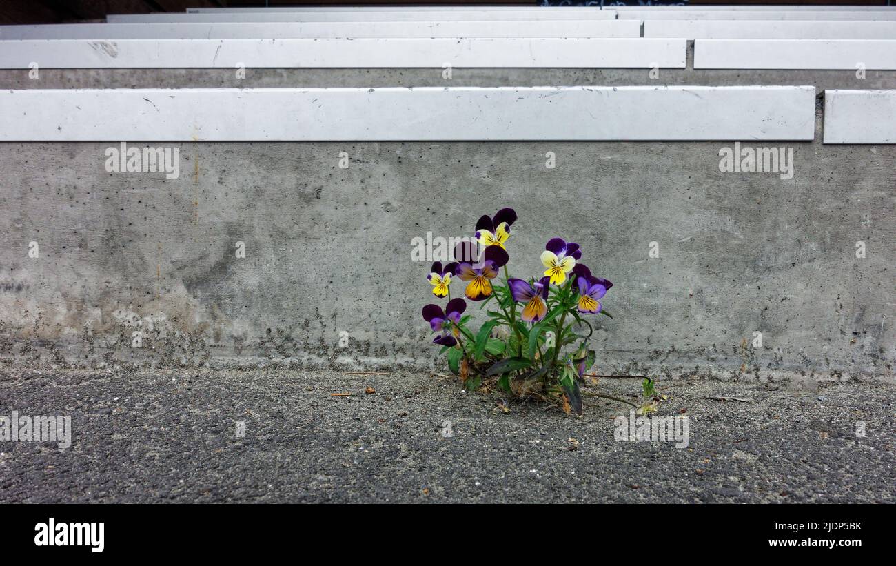 Une petite famille de fleurs de pansy pourpres et jaunes ékant un vivant dans une fissure dans un vol d'escaliers. Banque D'Images