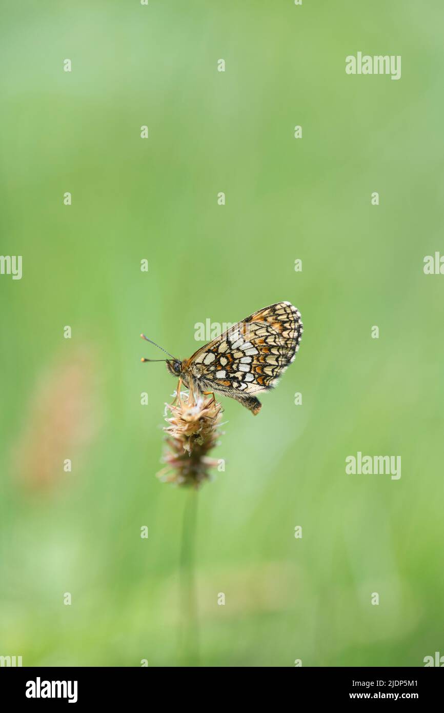 Heath fritillary (Mellicta athalia), sous le papillon adulte Banque D'Images
