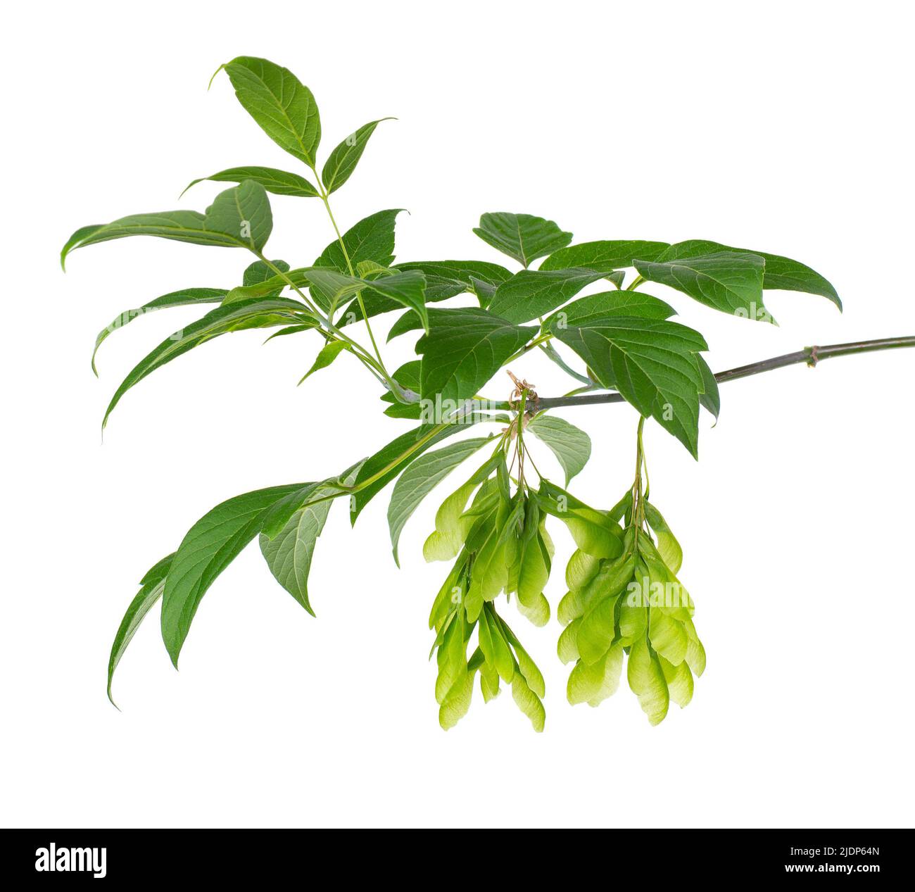 Branche d'érable à feuilles d'Ashleaf isolée sur fond blanc. Feuilles et graines d'érable Acer negundo Banque D'Images