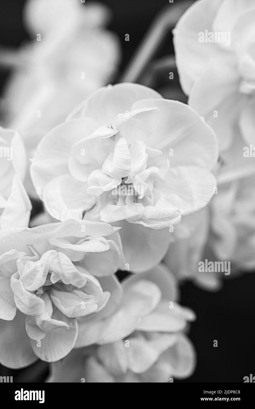 Narcisses blanches délicieusement parfumées Erlicheer double variété avec de petites grappes de doubles fleurs en ivoire, flanquées de primrose Banque D'Images