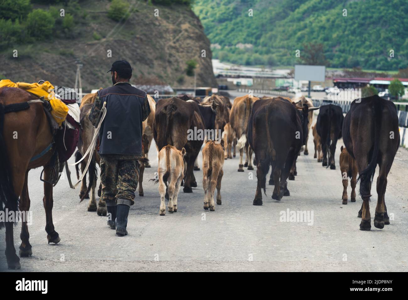 16.05.2022. Kazbegi, Géorgie. Un berger et des vaches marchant sur la route. Photo de haute qualité Banque D'Images