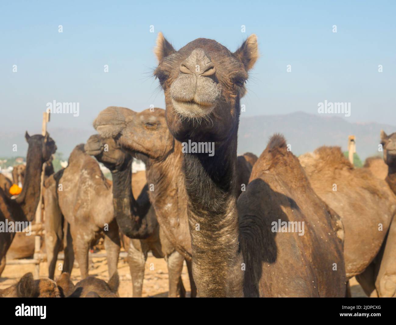 Les chameaux se sont rassemblés pour le commerce à la foire de chameau de pushkar en Inde Banque D'Images Les chameaux se sont rassemblés pour le commerce à la foire de chameau de pushkar en Inde Banque D'Images