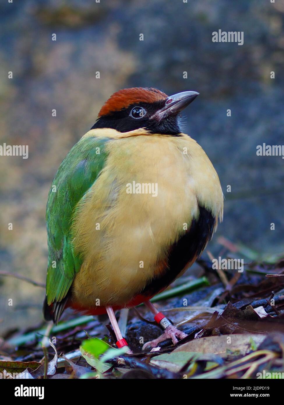 Magnifique Pitta noble et digne avec des yeux lumineux et un plumage spectaculaire. Banque D'Images
