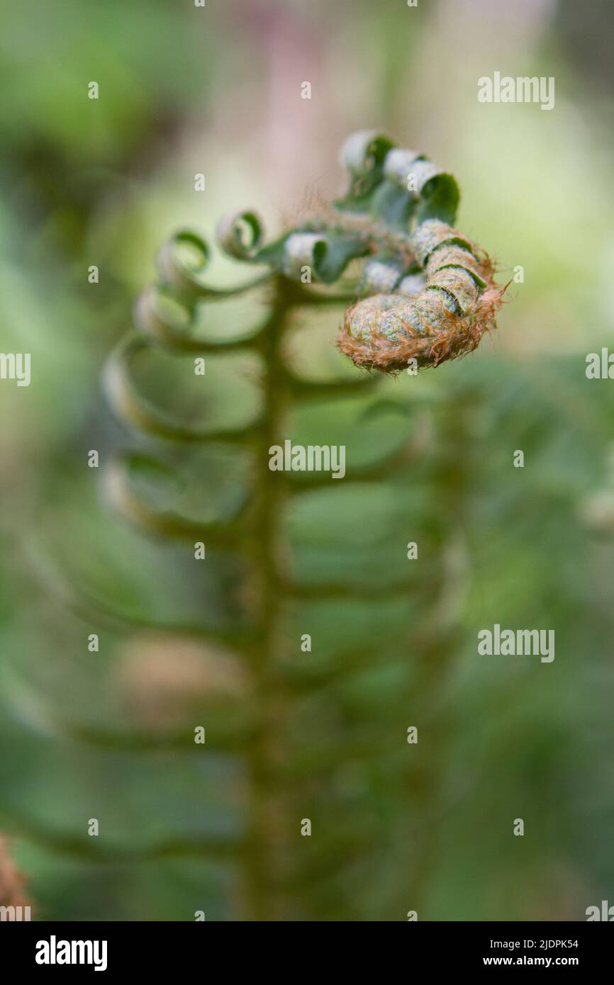 Jeune tête de violon émergeant sur une fougère de l'Ouest (Polystichum minimum) dans la forêt de printemps du Nord-Ouest du Pacifique. Banque D'Images