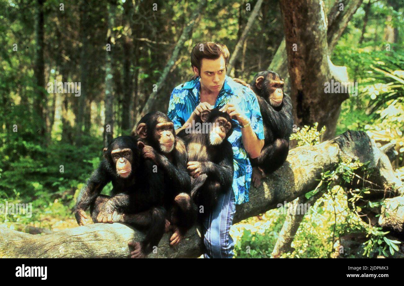 CARREY, chimpanzés, Ace Ventura : QUAND LA NATURE DES APPELS, 1995 Banque D'Images