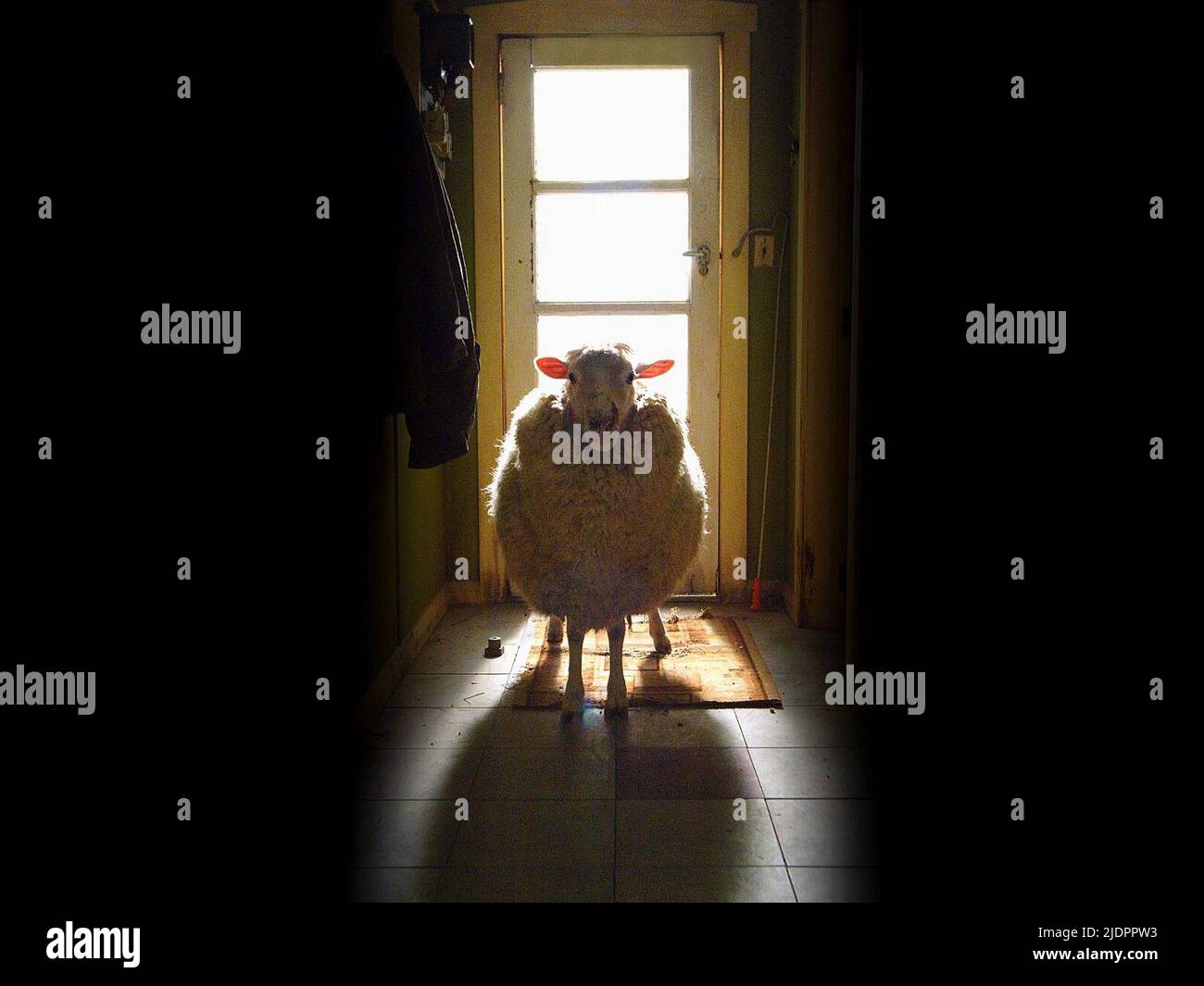 MOUTON KILLER, MOUTON NOIR, 2006, Banque D'Images