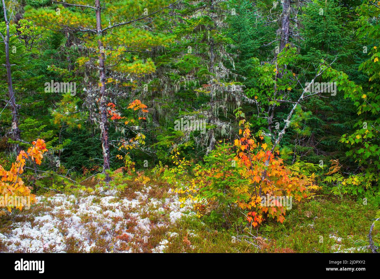Une jeune forêt boréale le long du sentier de l'Érablière dans le parc national des Hautes-Gorges-de-la-Rivière-Malbaie, (Québec), Canadsa Banque D'Images