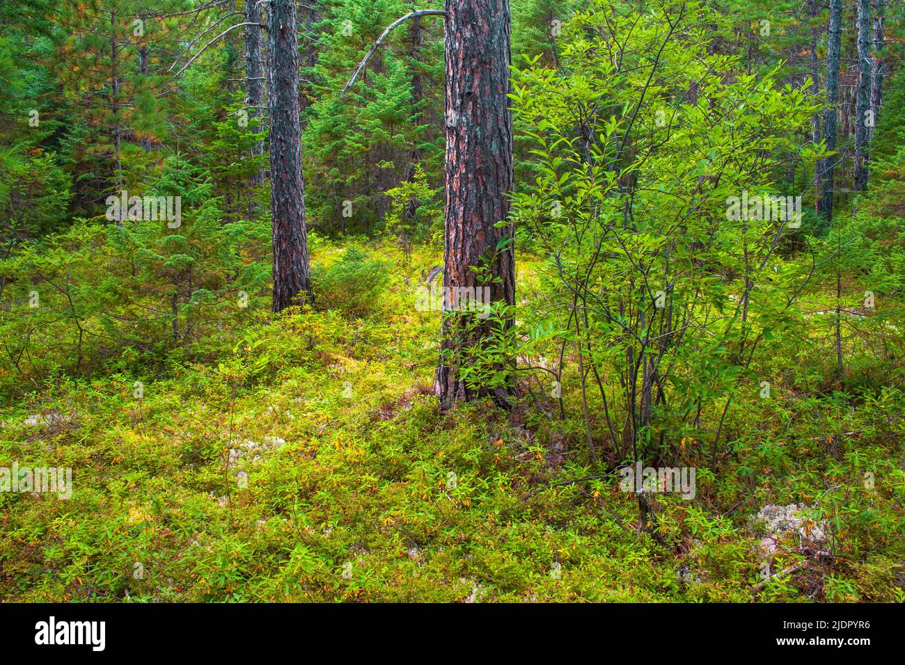 Une forêt boréale avec du pin rouge dans le Parc National des Hautes-Gorges-de-la-Rivière-Malbaie, (Québec), Canadsa Banque D'Images
