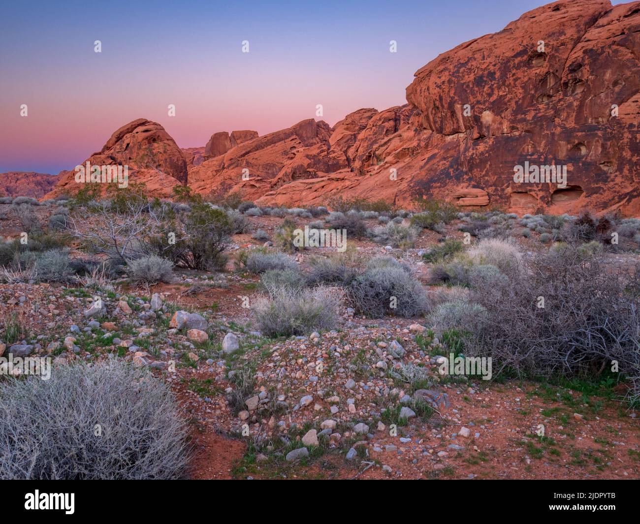 Couleurs du désert pendant l'heure d'or bleue pendant que le soleil se couche dans le parc national de la Vallée de feu, Nevada. Ciel rose et violet derrière la roche rouge affleurement. Banque D'Images