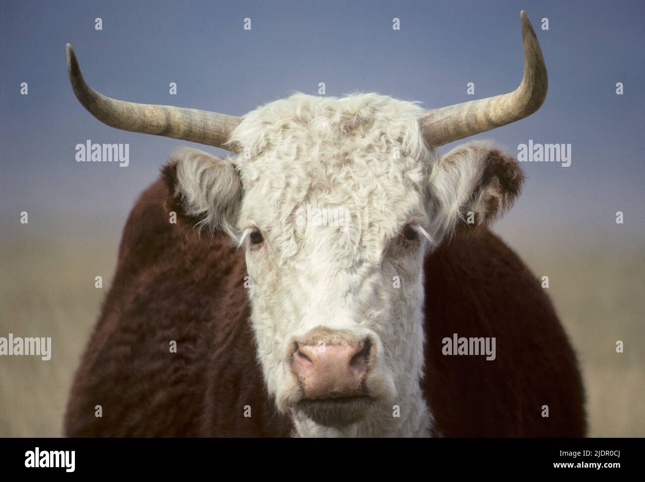 Gros plan d'une vache à cornes qui se trouve devant l'appareil photo Banque D'Images